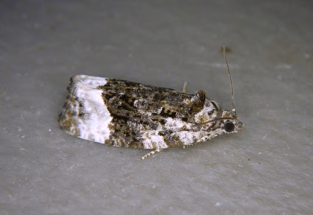 Funereal Apotomis Moth, Male