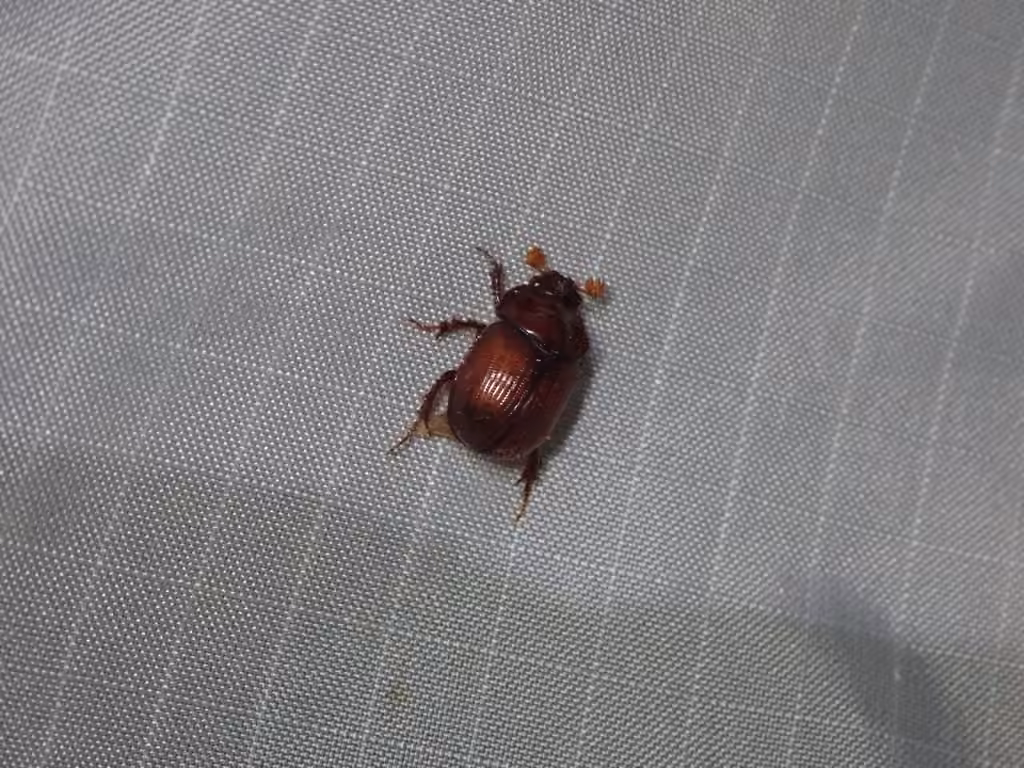 Liebeck's earth-boring scarab beetle, photo 3 of 5