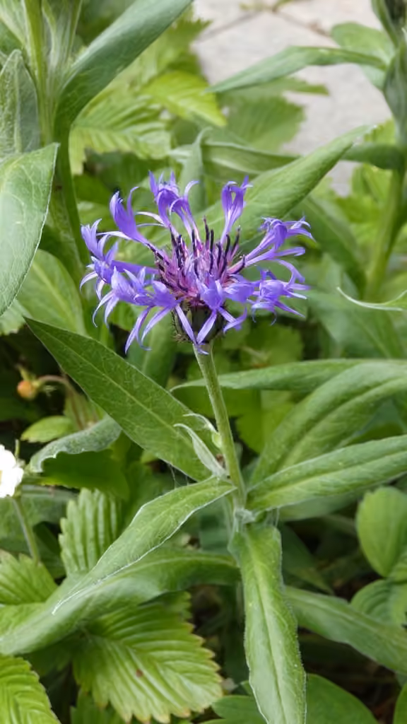 Perennial cornflower