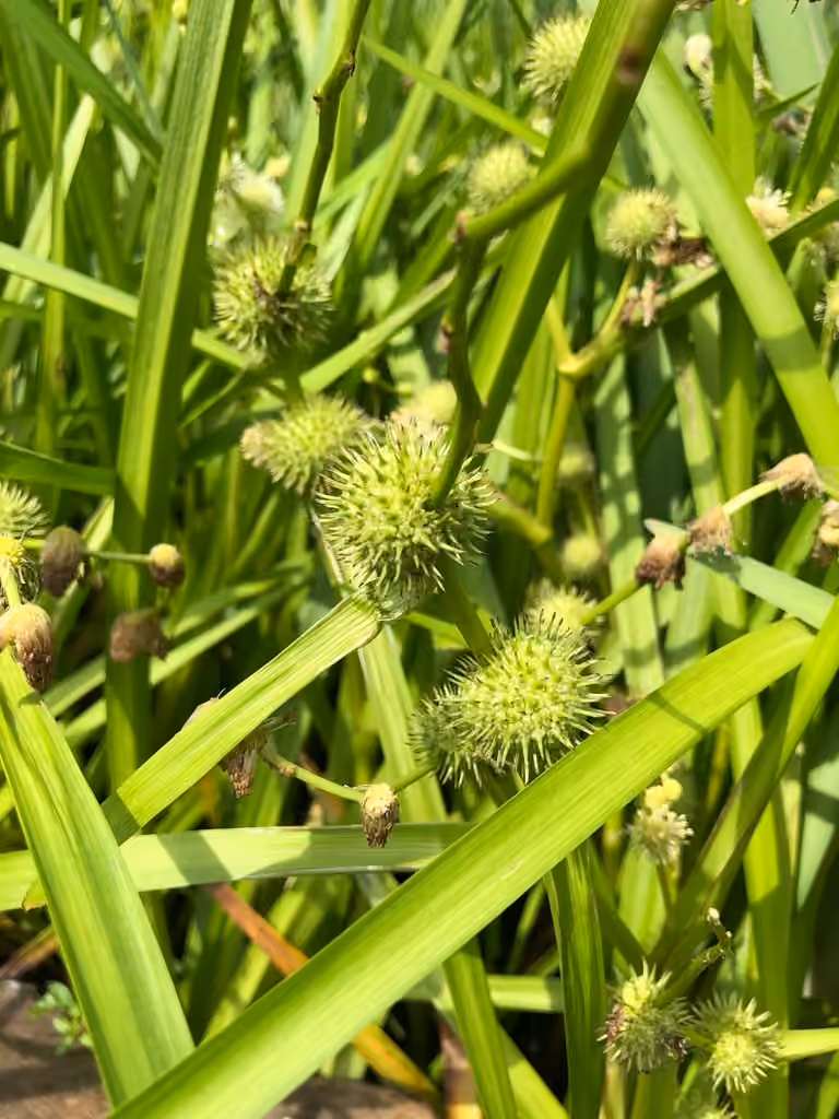 Branched burreed, In flower