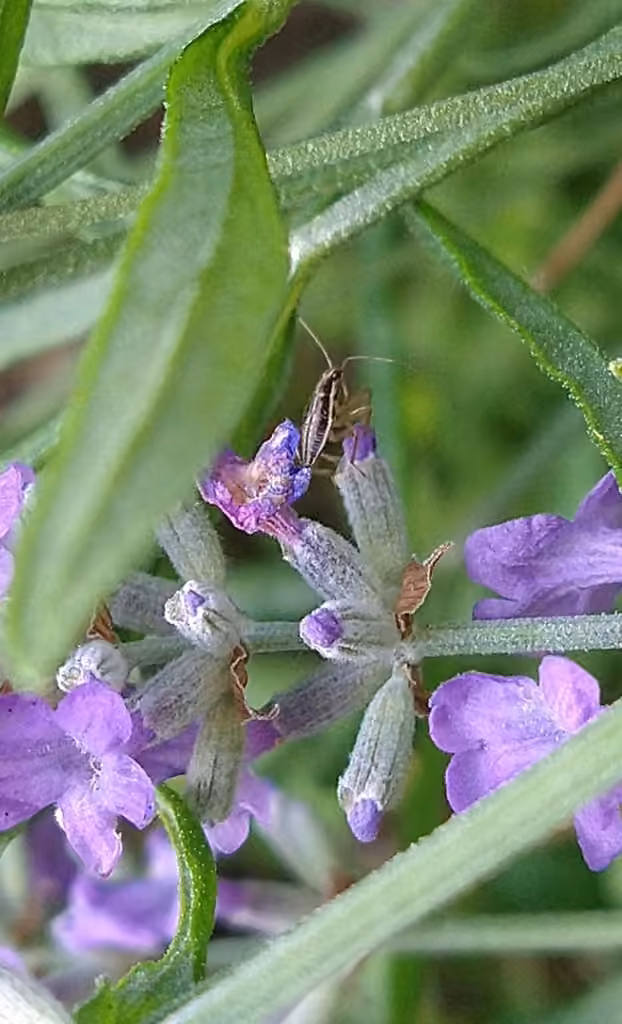 Broad Damsel Bug, Nymphe