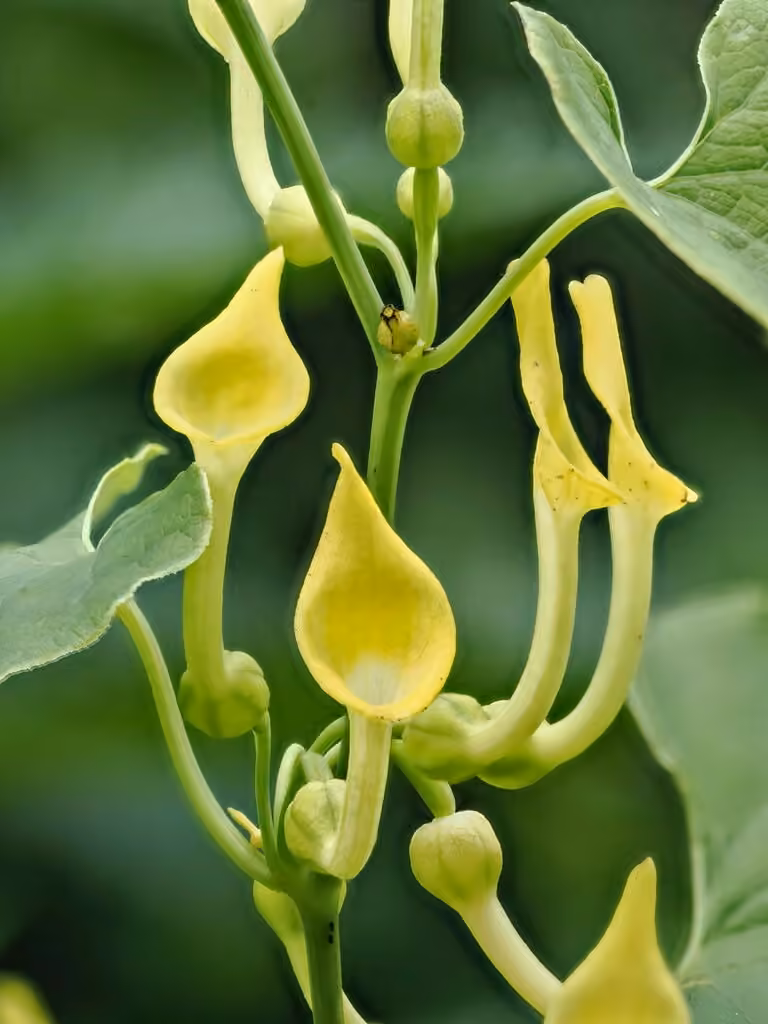 Aristoloche clématite