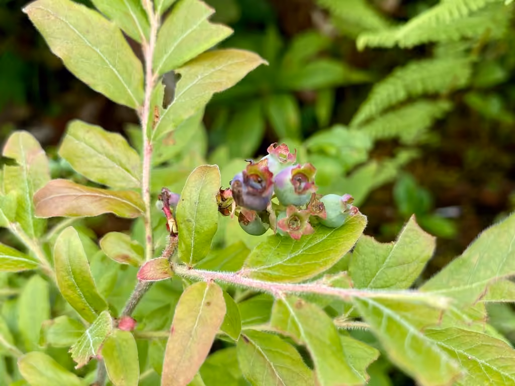 Bleuet fausse-myrtille, En fruits