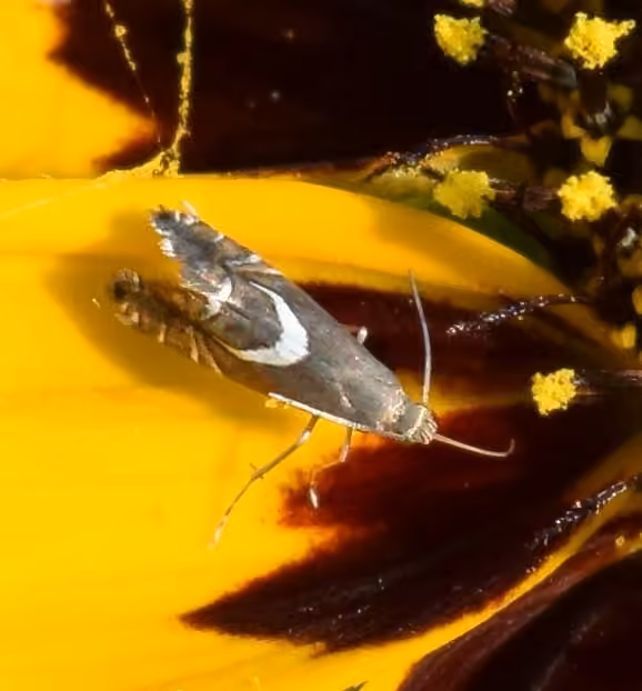 Yellow Nutsedge Moth
