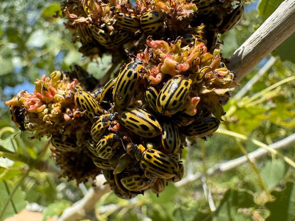 Cottonwood Leaf Beetle