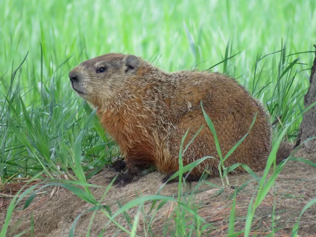 Marmotte commune