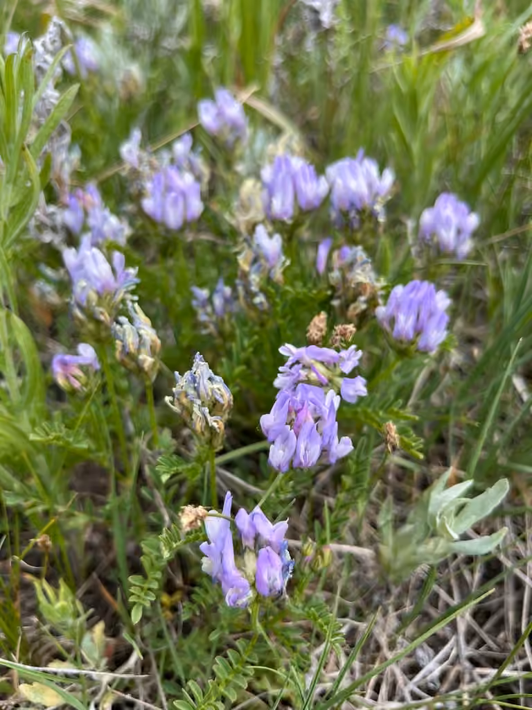 field milkvetch, photo 3 of 5