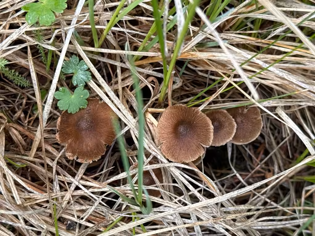 Inocybe bufonia, photo 1 sur 5
