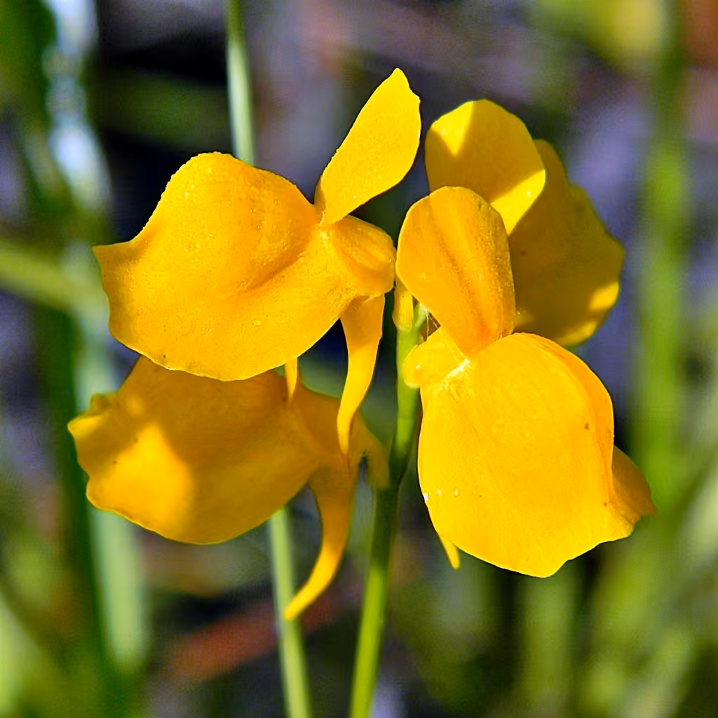 Utriculaire cornue