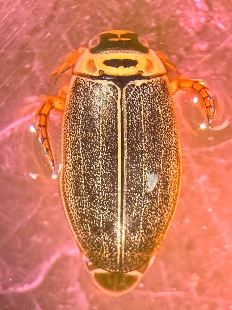 Silky Predaceous Diving Beetle, Male