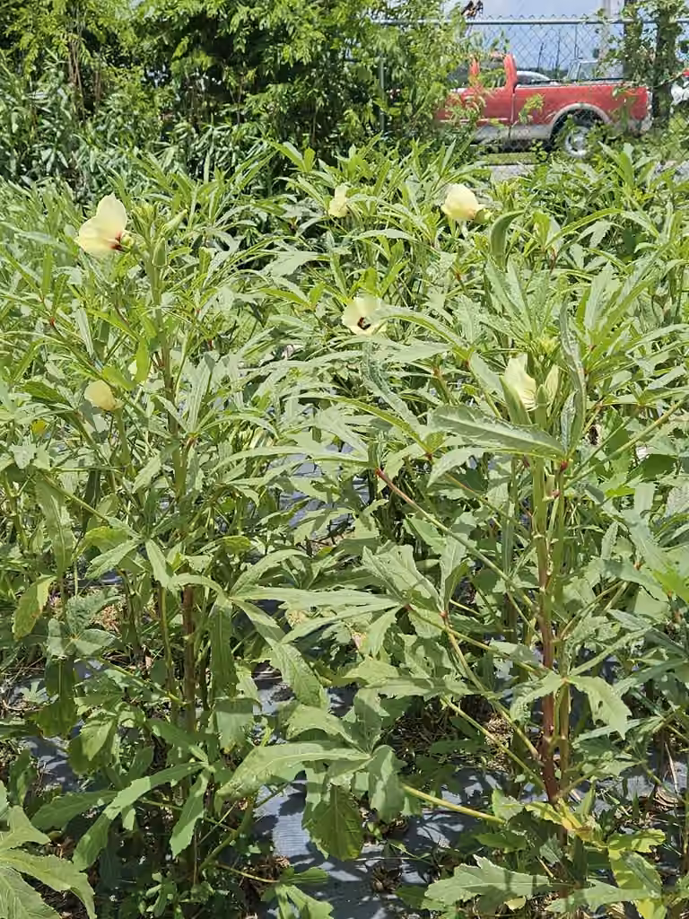 Okra, In flower