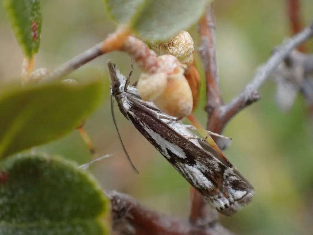 Crambus jurassien, photo 3 sur 5