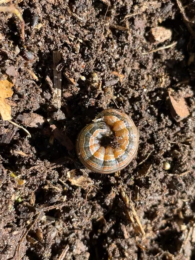 Armyworm Moth, Caterpillar