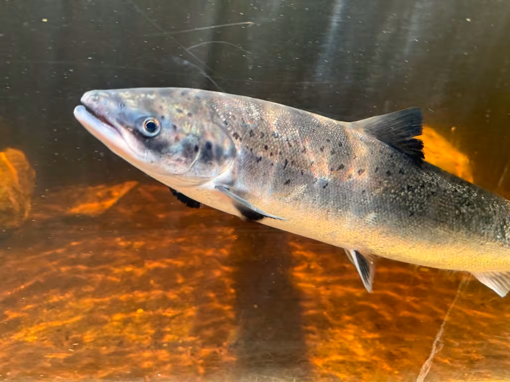 Atlantic Salmon, Male