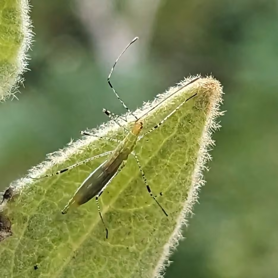 Neoneides muticus, Nymphe