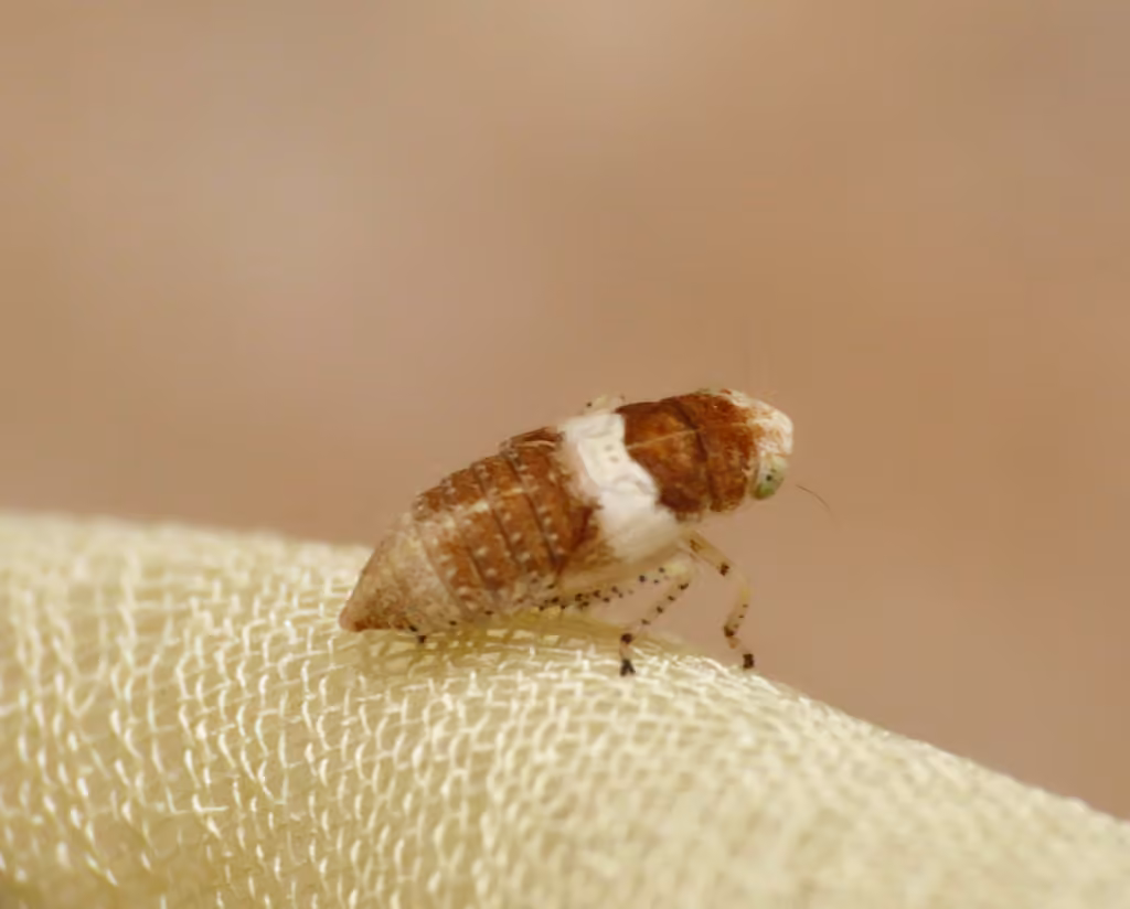 Allygidius atomarius, photo 2 sur 5