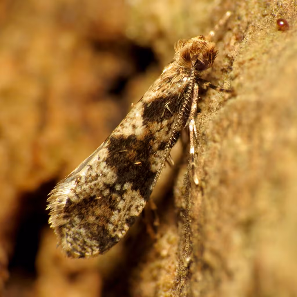 Banded Scardiella, Adult