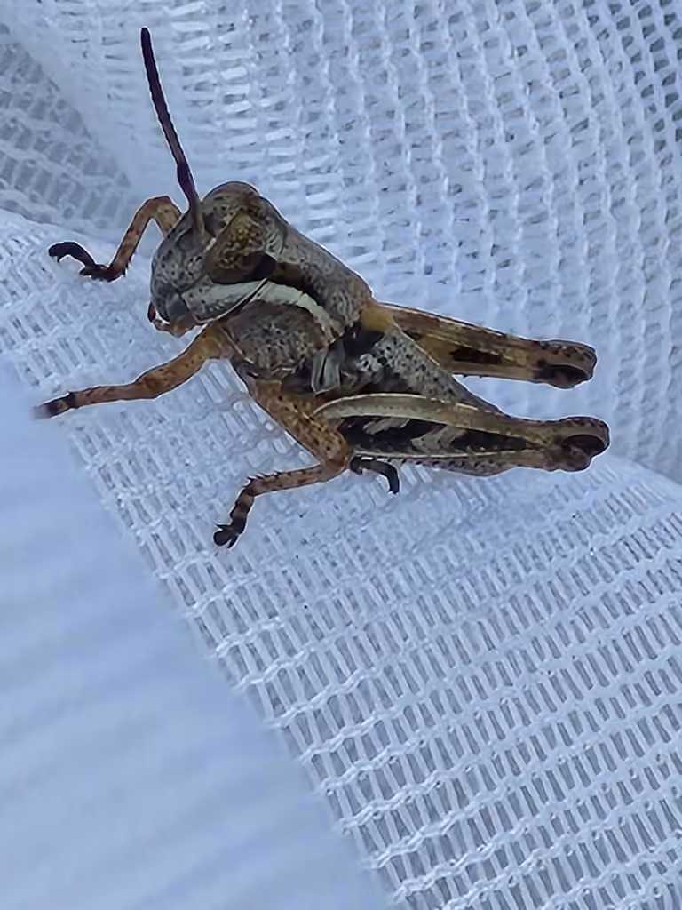 Northern Spur-throat Grasshopper, Nymph