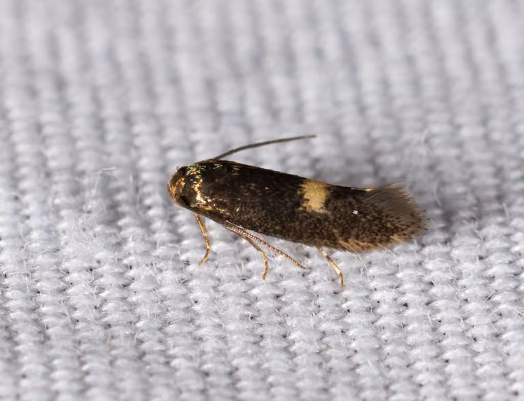 Moth, Adult
