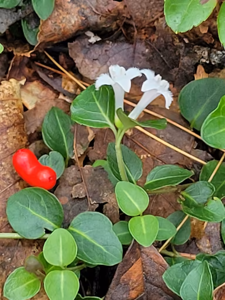 Partridgeberry, In flower