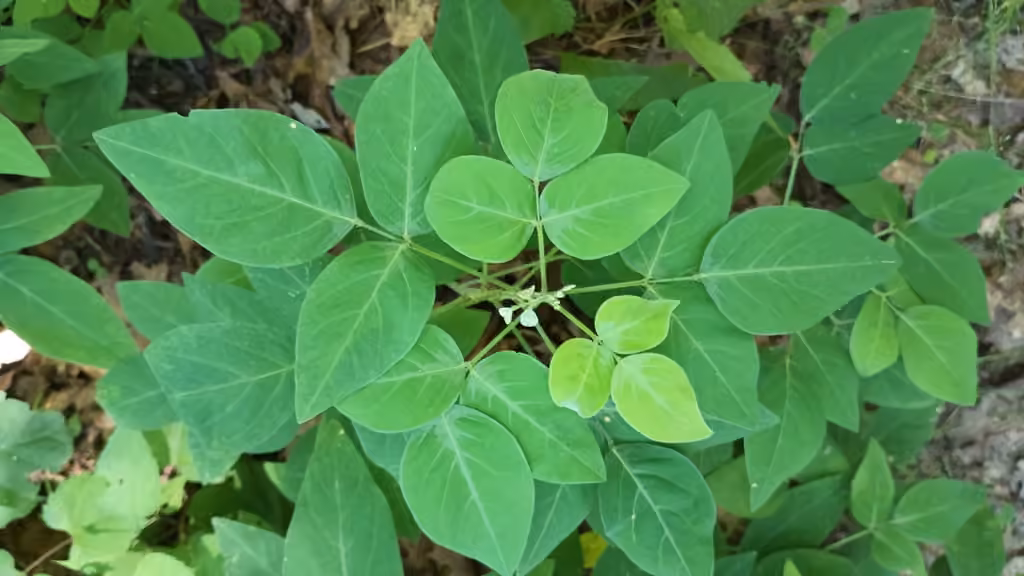 Desmodie paniculée, Sans fleurs ni fruits