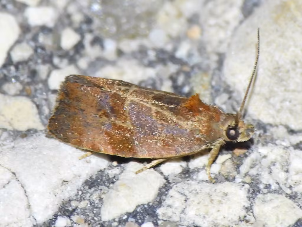 Spirea Leaftier Moth, photo 3 of 5