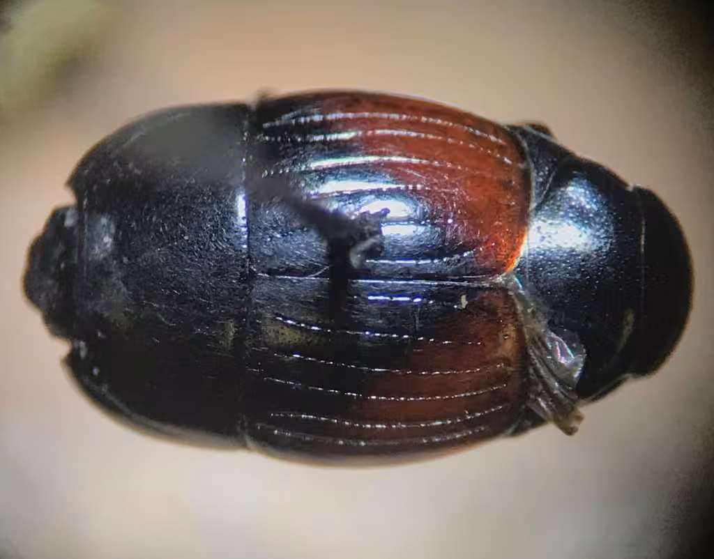 Spotted Clown Beetle, photo 2 of 5