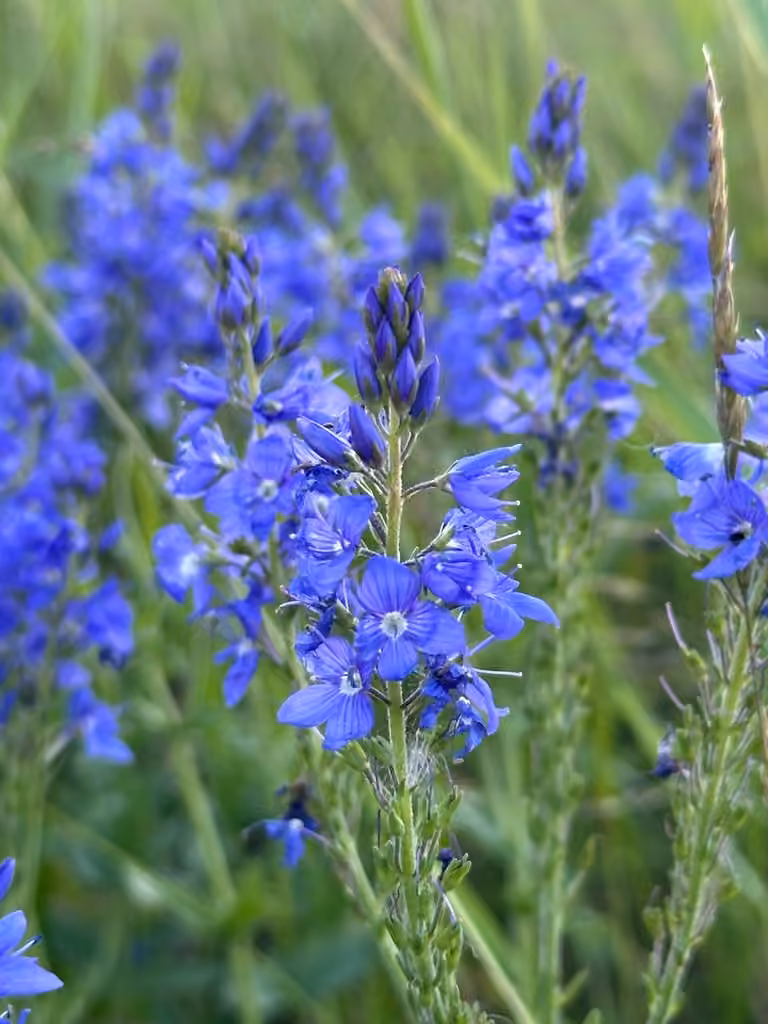 Véronique germandrée, En fleurs
