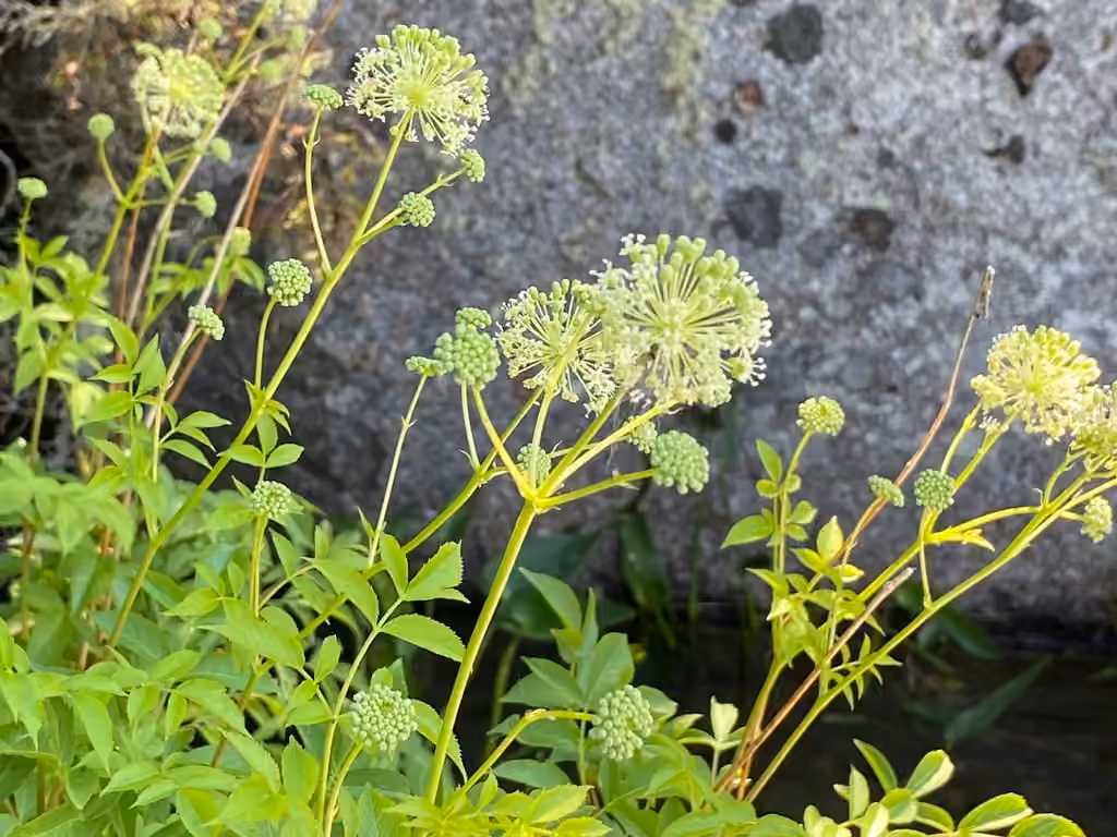 Bristly sarsaparilla, In flower