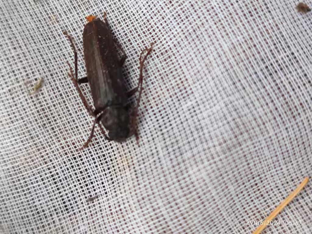 Pitted Longhorn Beetle, photo 3 of 5