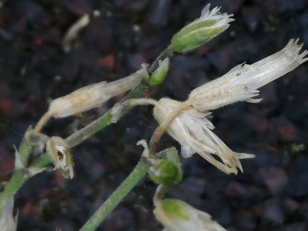 Céraiste vulgaire, En fruits