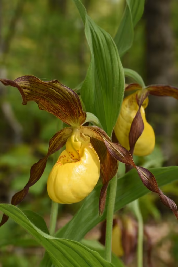 Lesser yellow lady's slipper, photo 3 of 5