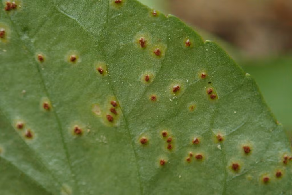 Violet Rust, photo 1 sur 5