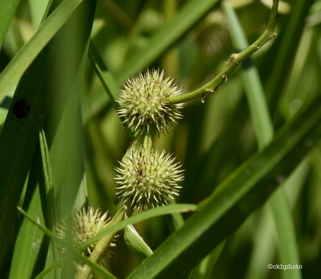 American burreed, In fruit