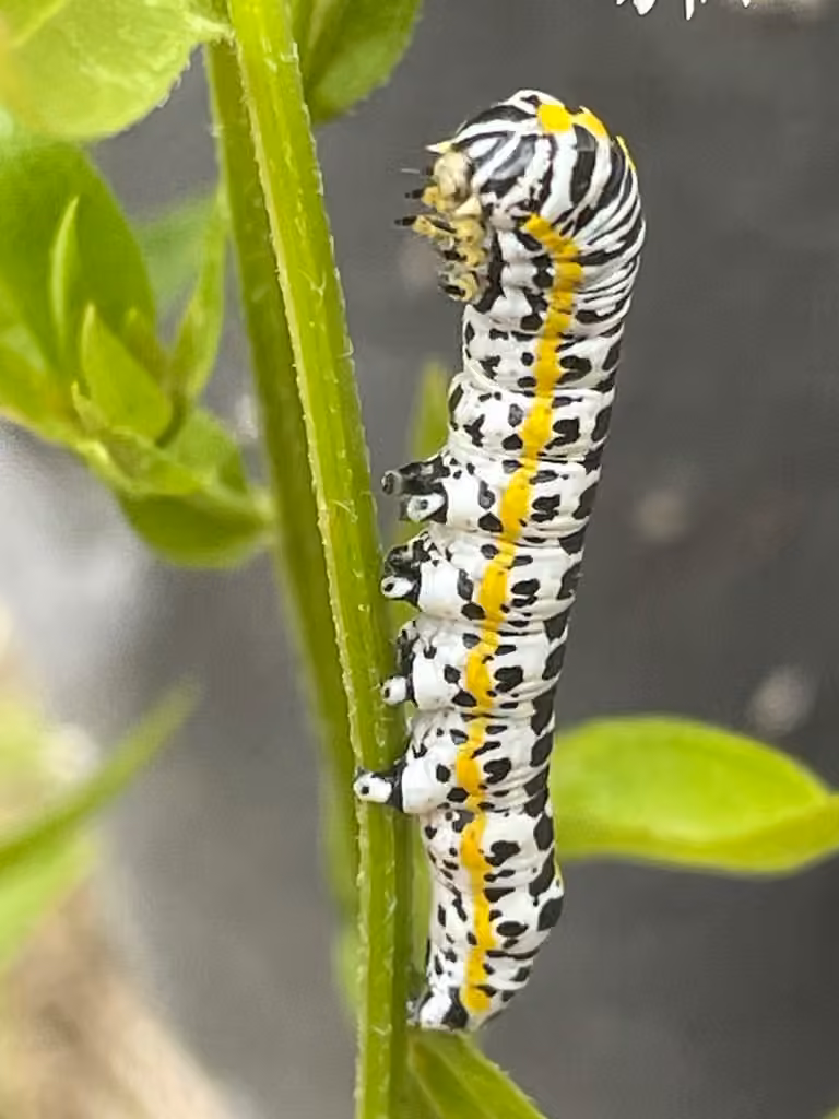 Speyer's Hooded Owlet, Caterpillar