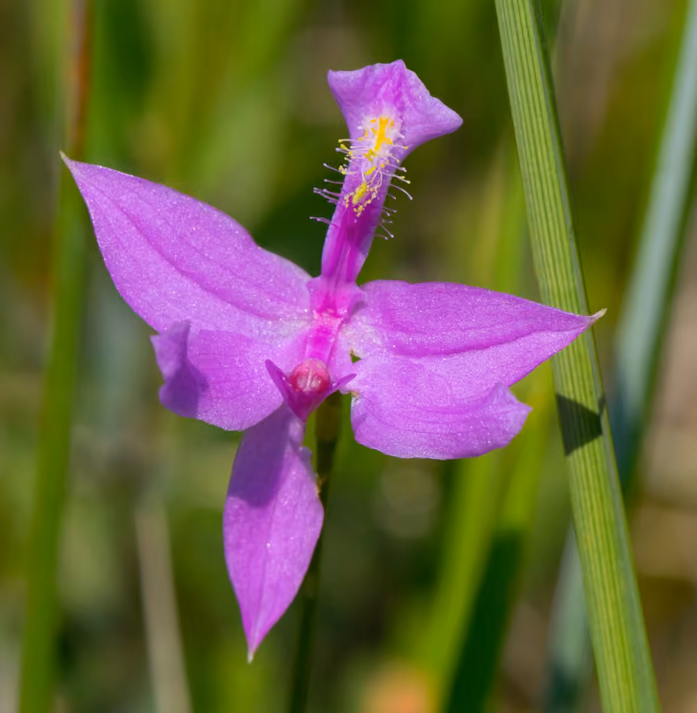Calopogon tubéreux, photo 1 sur 5