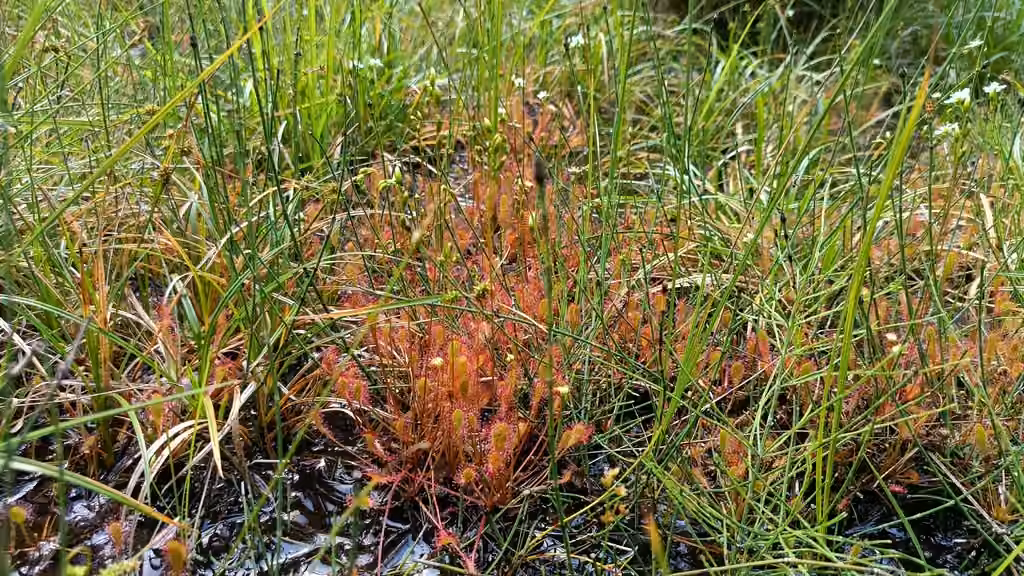 English sundew, In flower