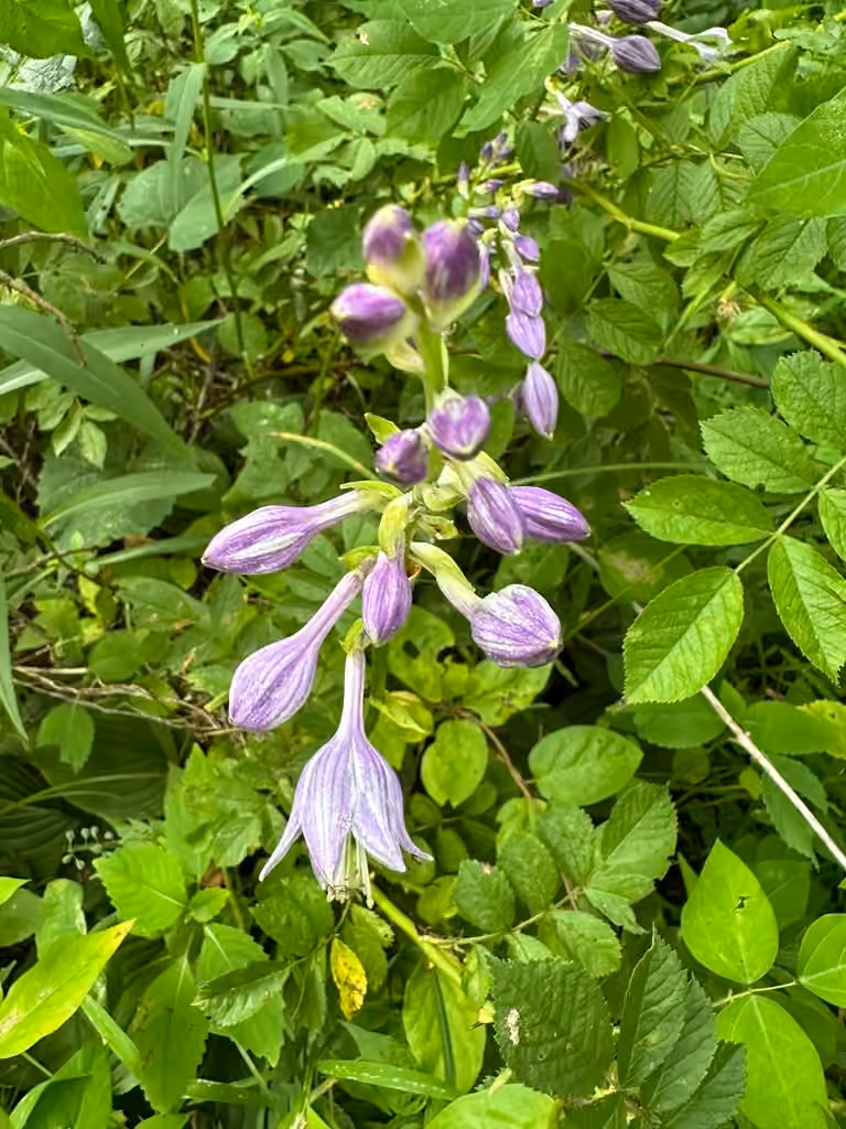 Siebold's Plantain Lily, In flower