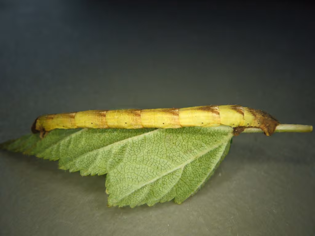 Dimorphic Eulithis Moth, Caterpillar