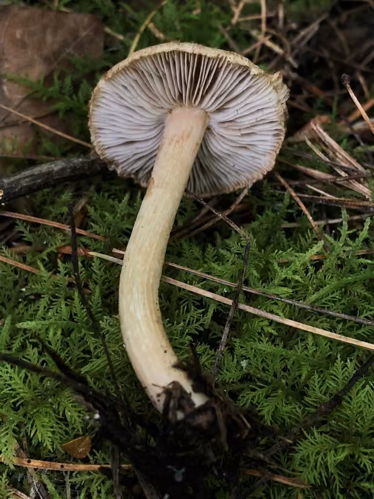 Inocybe flocculeux, photo 2 sur 5