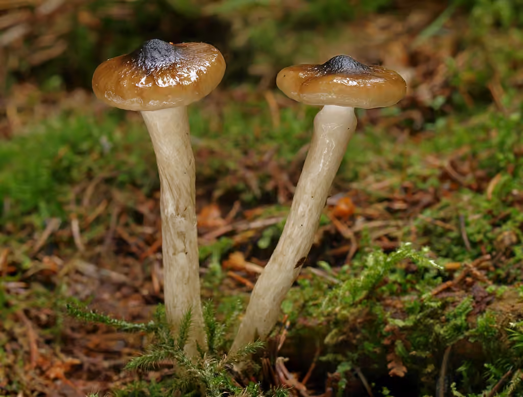 Hygrophore olivacé et blanc, photo 2 sur 5