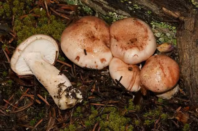 Hygrophore rougissant, photo 1 sur 5