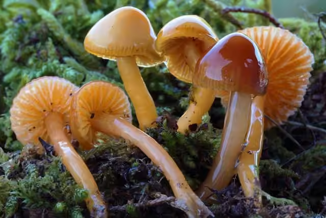 Hygrocybe perplexe, photo 1 of 5