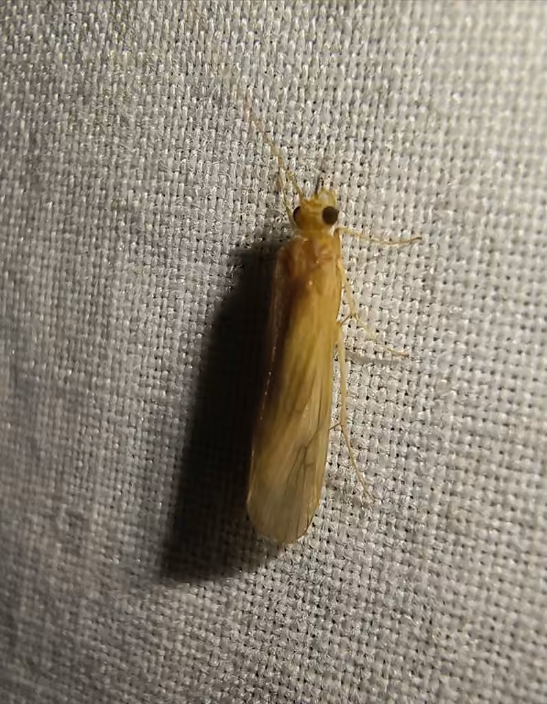 Yellow Net-spinning Caddisfly, photo 2 of 5