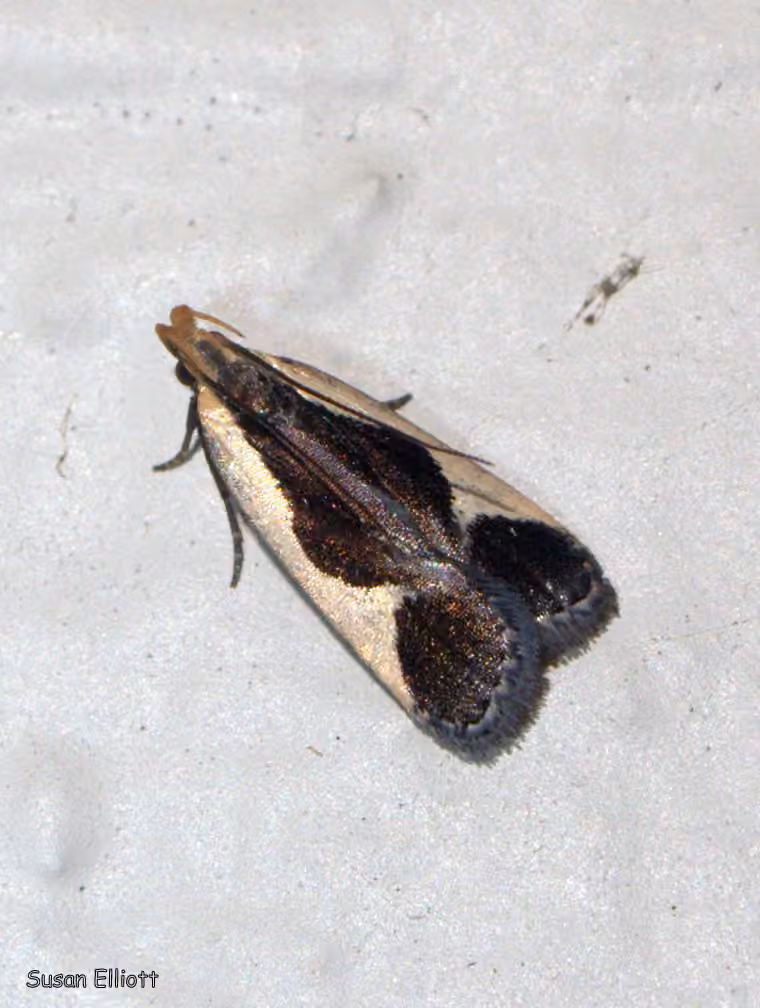 Cream-edged Dichomeris Moth
