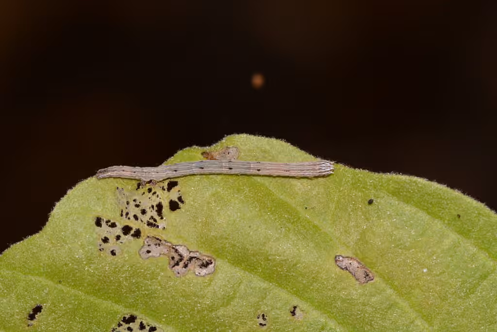 Figure-seven Moth, Caterpillar