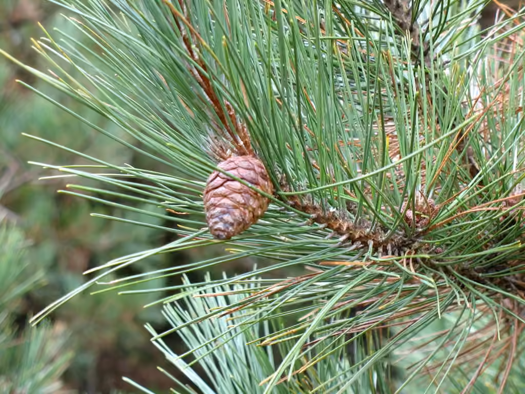 Norway pine