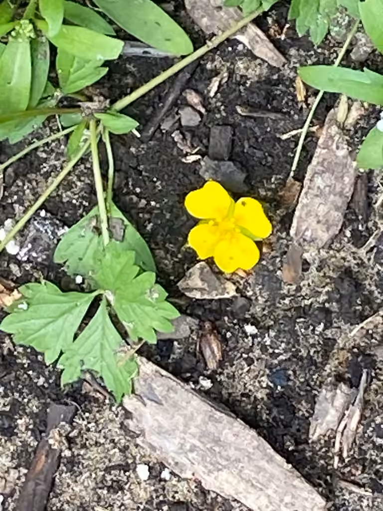 Potentille d'Angleterre, En fleurs