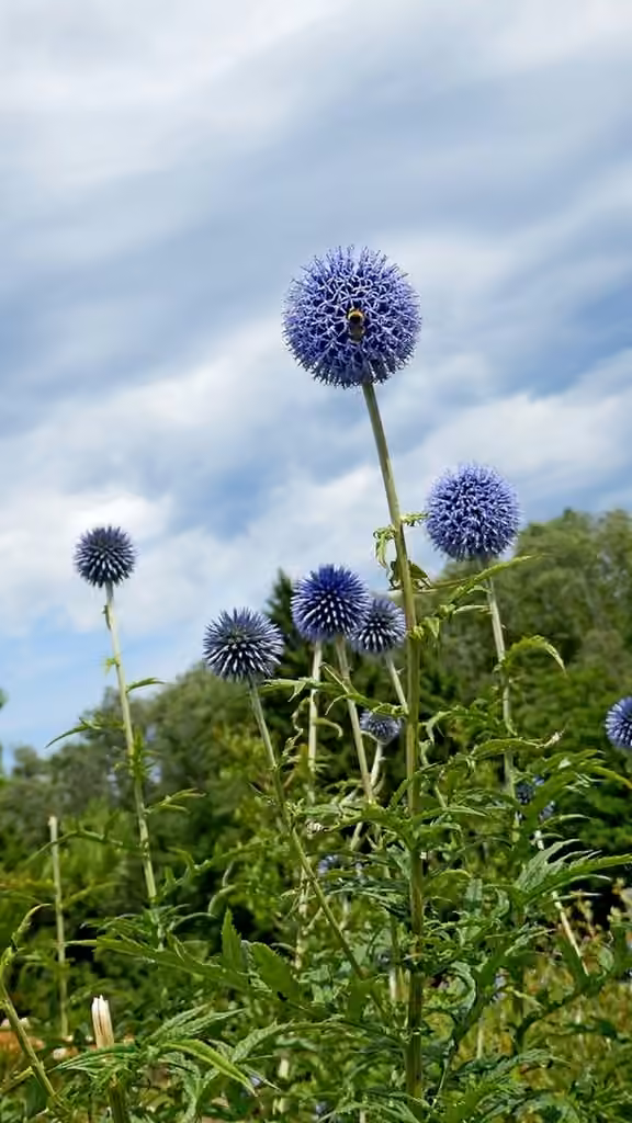 Blue globe thistle, In flower