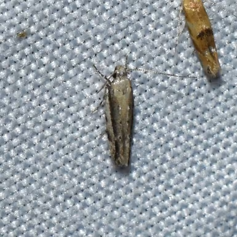 White-edged Coleotechnites Moth, photo 3 of 5